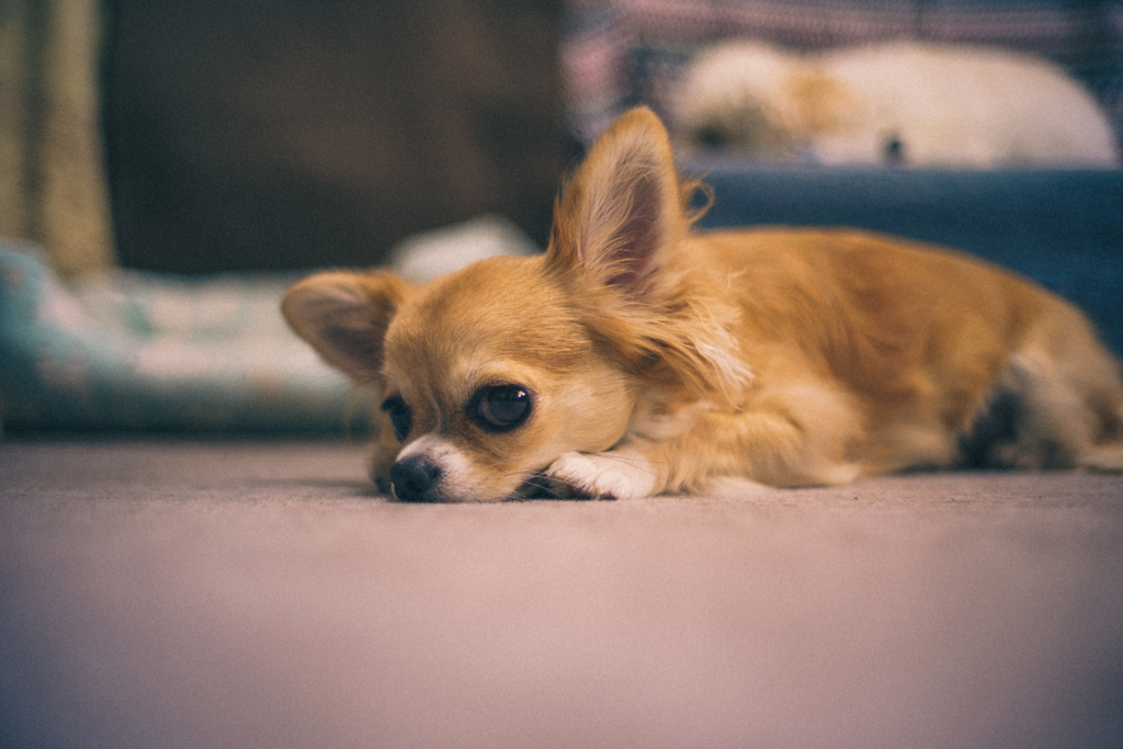inu