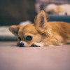 inu