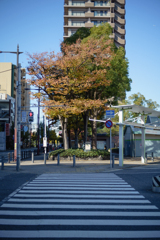 aki