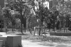 trees