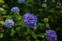 hydrangea