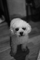 モノクロ犬ii