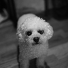 モノクロ犬ii