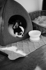 モノクロ犬i