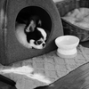 モノクロ犬i