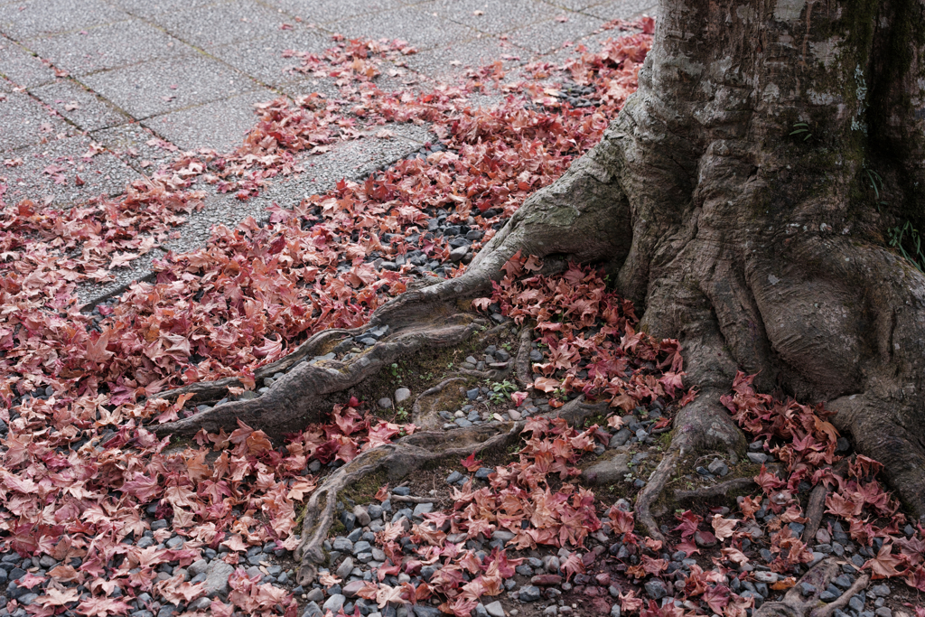 紅葉は終わっていた