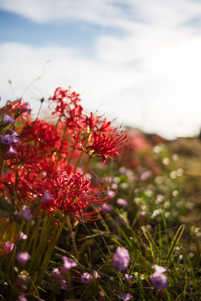 lycoris