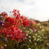 lycoris
