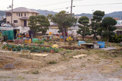 little garden