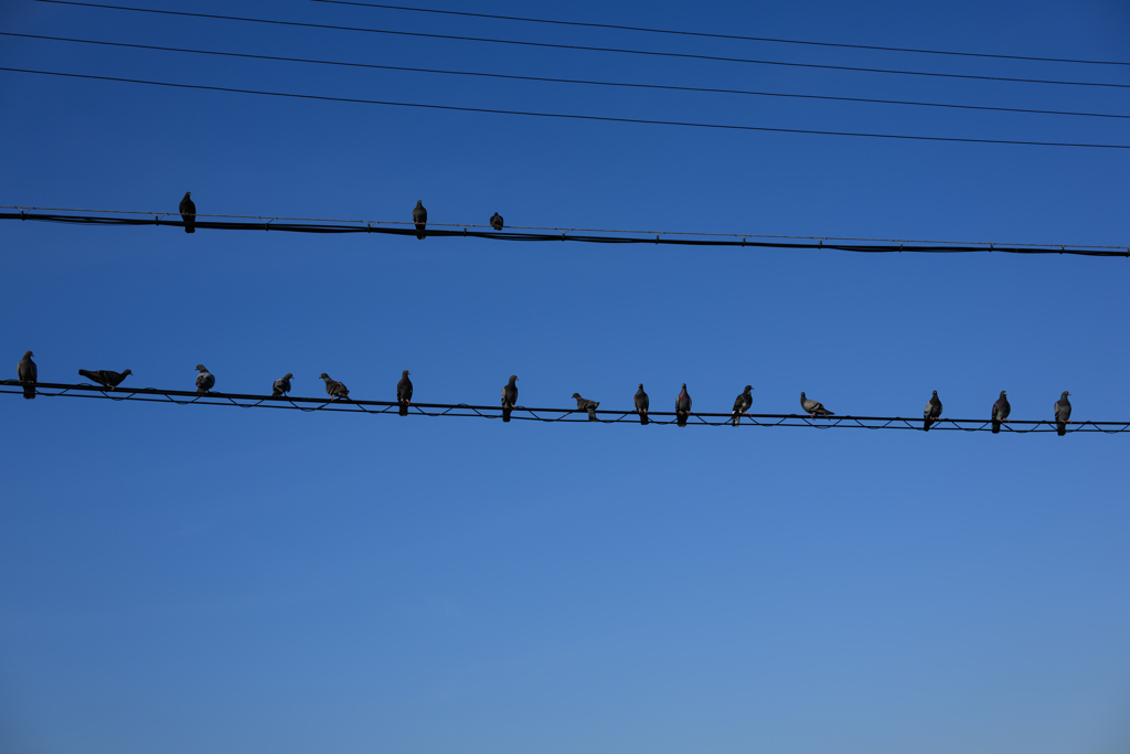 pigeons