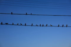 pigeons
