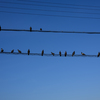 pigeons