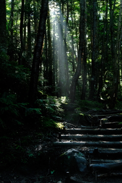 日光白根山の山道