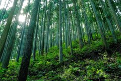 鋸山（奥多摩）