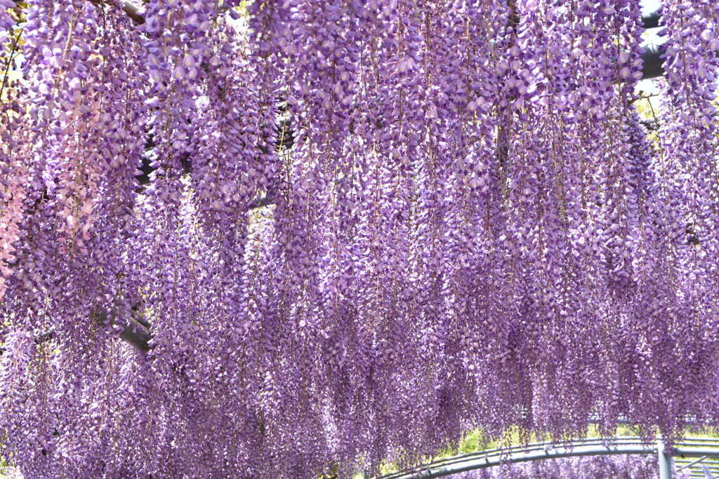 1000008832　藤の花