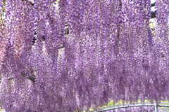 1000008832　藤の花