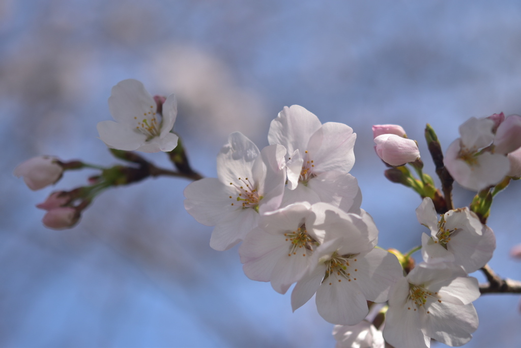 1000008638　桜