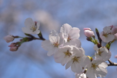 1000008638　桜