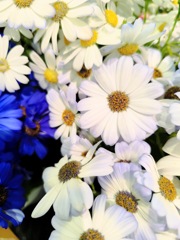 9f5ae538-211d-454c-a436-87331fefd4c1-1_a