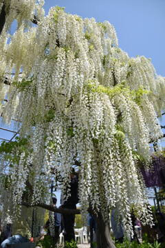 1000008830　真っ白な藤の花です。