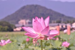 1000009626　後ろは畝傍山