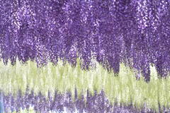 1000008873藤の花のグラデーション