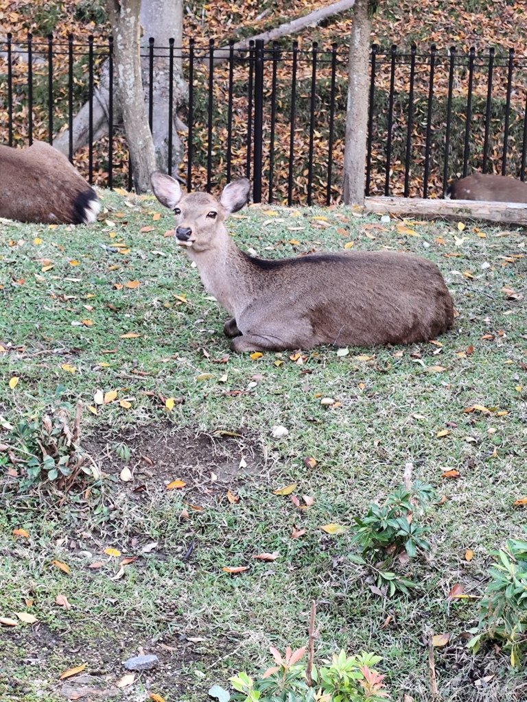 1000010214　奈良公園