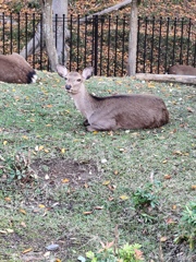1000010214　奈良公園