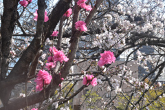 1000008669　梅と桜