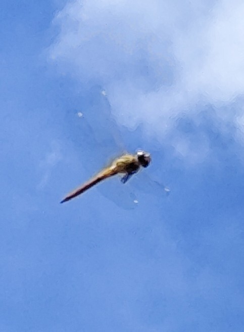 1000009570　青空に向かって進め