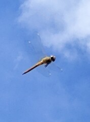 1000009570　青空に向かって進め