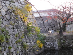 筑前・福岡城址にて・・・
