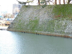 越前・福井城址にて・・・