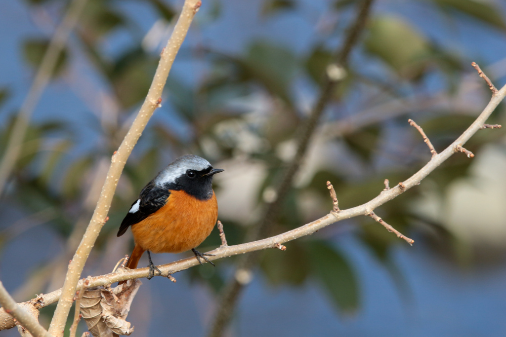 ジョウビタキ(⁠≧⁠▽⁠≦⁠)