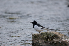 久しぶりの野鳥