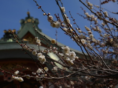 咲き始め2