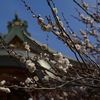 咲き始め2