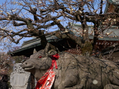 咲き始め