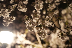 夜桜逆光