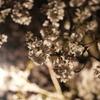 夜桜逆光