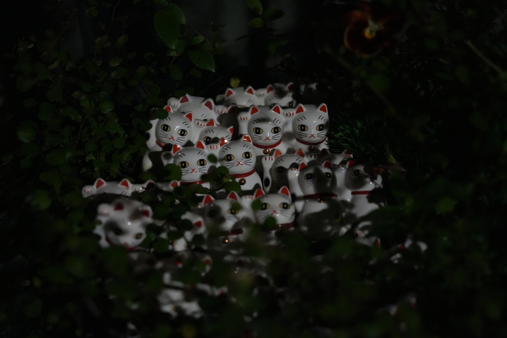 夜の猫群
