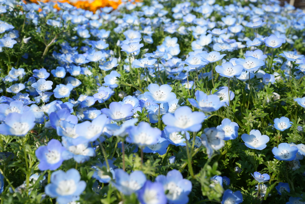 花壇で我慢