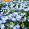 花壇で我慢