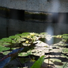 光差す睡蓮池