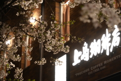 夜桜逆光