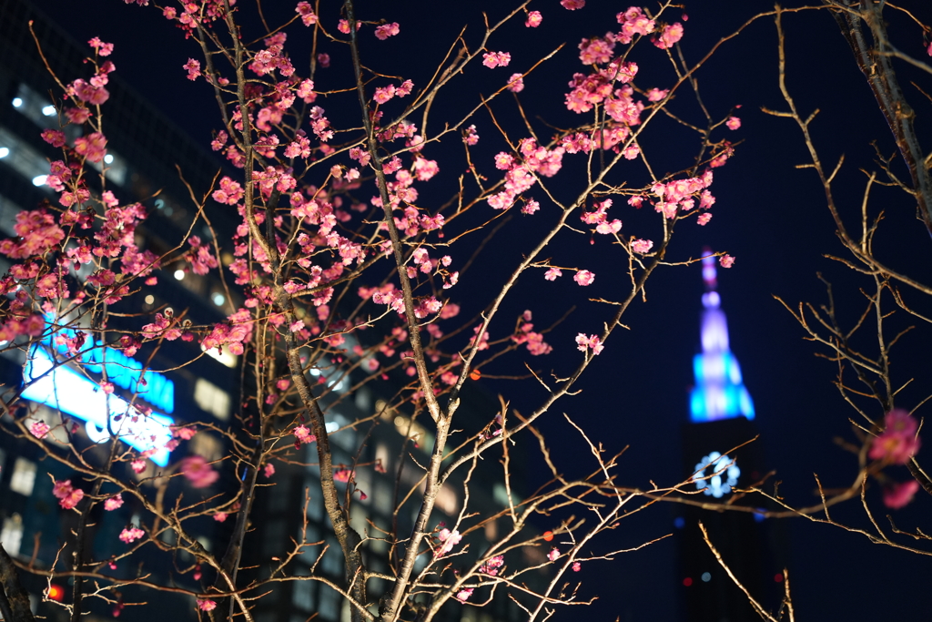お花見はやっぱり夜