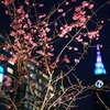 お花見はやっぱり夜