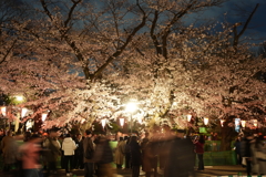 上野恩賜公園 夜桜