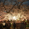 上野恩賜公園 夜桜