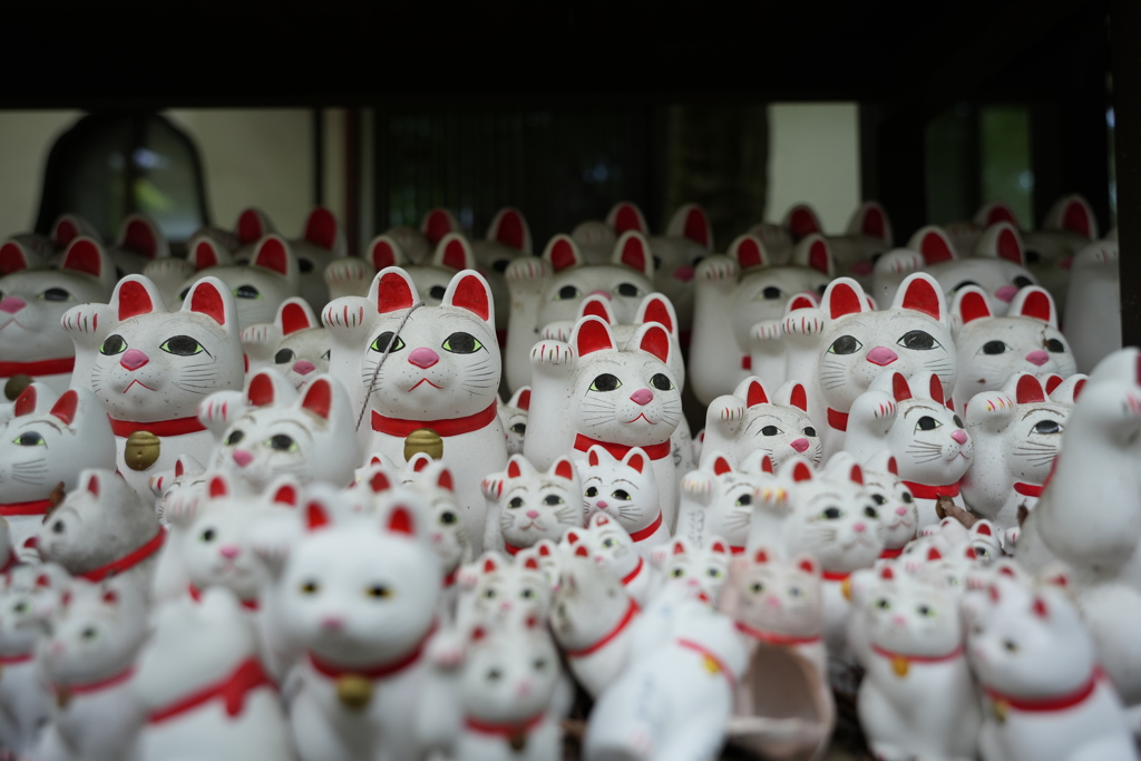 猫群